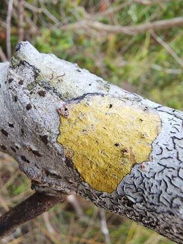 Pyrenula ochraceoflavens observed 2022-12-16