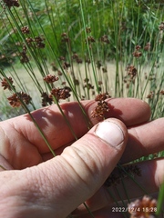 Juncus filicaulis