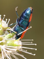 Castiarina
