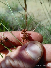 Juncus filicaulis
