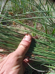 Juncus filicaulis
