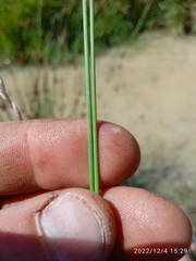 Juncus filicaulis