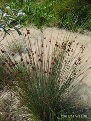Juncus filicaulis
