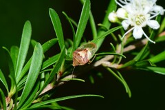 Eupolemus angularis
