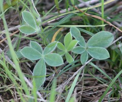 Lupinus texensis