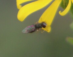 Toxomerus marginatus