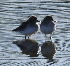 Calidris minutilla