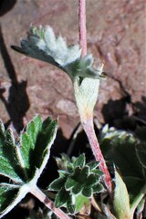 Potentilla nivea