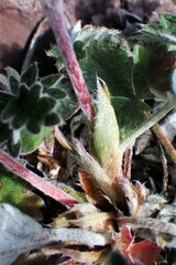 Potentilla nivea