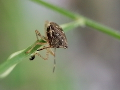 Eysarcoris ventralis