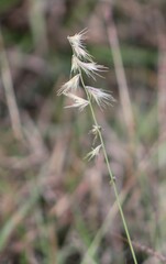 Bouteloua rigidiseta