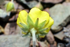 Potentilla nivea