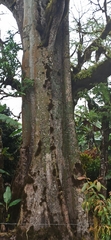 Ceiba pentandra