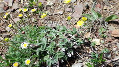 Potentilla nivea