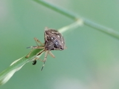 Eysarcoris ventralis
