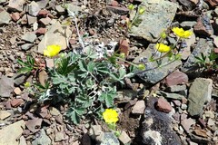 Potentilla nivea