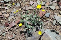 Potentilla nivea