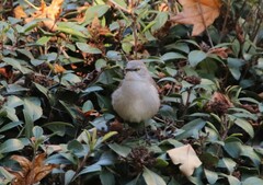 Mimus polyglottos