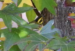 Setophaga townsendi