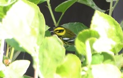 Setophaga townsendi