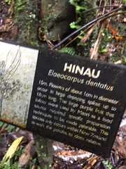 Elaeocarpus dentatus