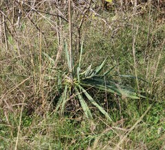 Yucca arkansana