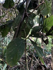 Mucuna pruriens