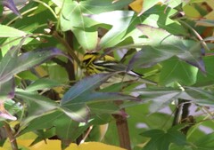 Setophaga townsendi