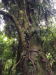 Elaeocarpus dentatus