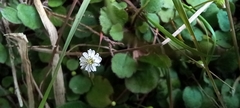Lagenophora strangulata