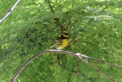 Setophaga townsendi
