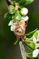 Eupolemus angularis