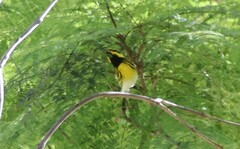 Setophaga townsendi