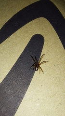 Steatoda triangulosa