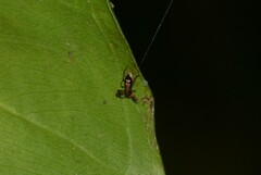 Micrathena