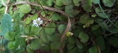 Lagenophora strangulata