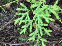 Lycopodium volubile