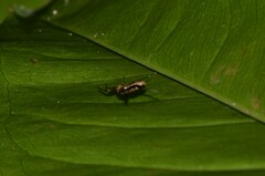 Micrathena