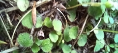 Lagenophora strangulata