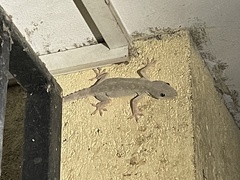 Hemidactylus flaviviridis