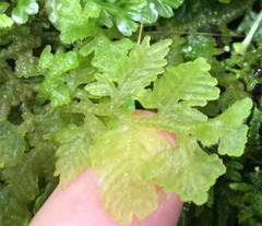 Trichocolea mollissima