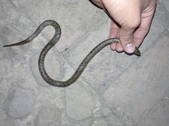 Atractus