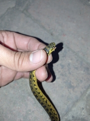 Atractus