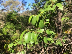 Bridelia leichhardtii