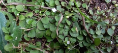 Lagenophora strangulata