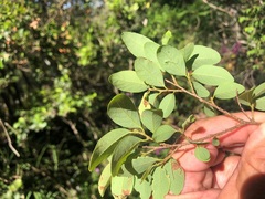 Bridelia leichhardtii