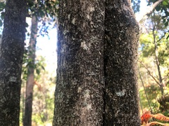 Bridelia leichhardtii