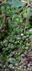 Lagenophora strangulata