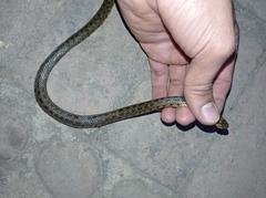 Atractus