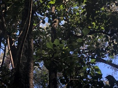 Auranticarpa rhombifolia